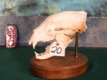 Black Bear Skull on Pedestal Panel Taxidermy