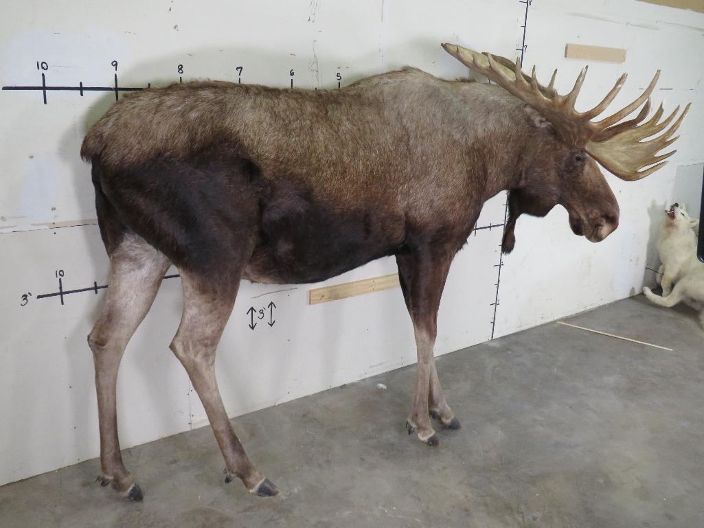 Lifesize Moose w/Repro Rack 77"Spread *No base TAXIDERMY