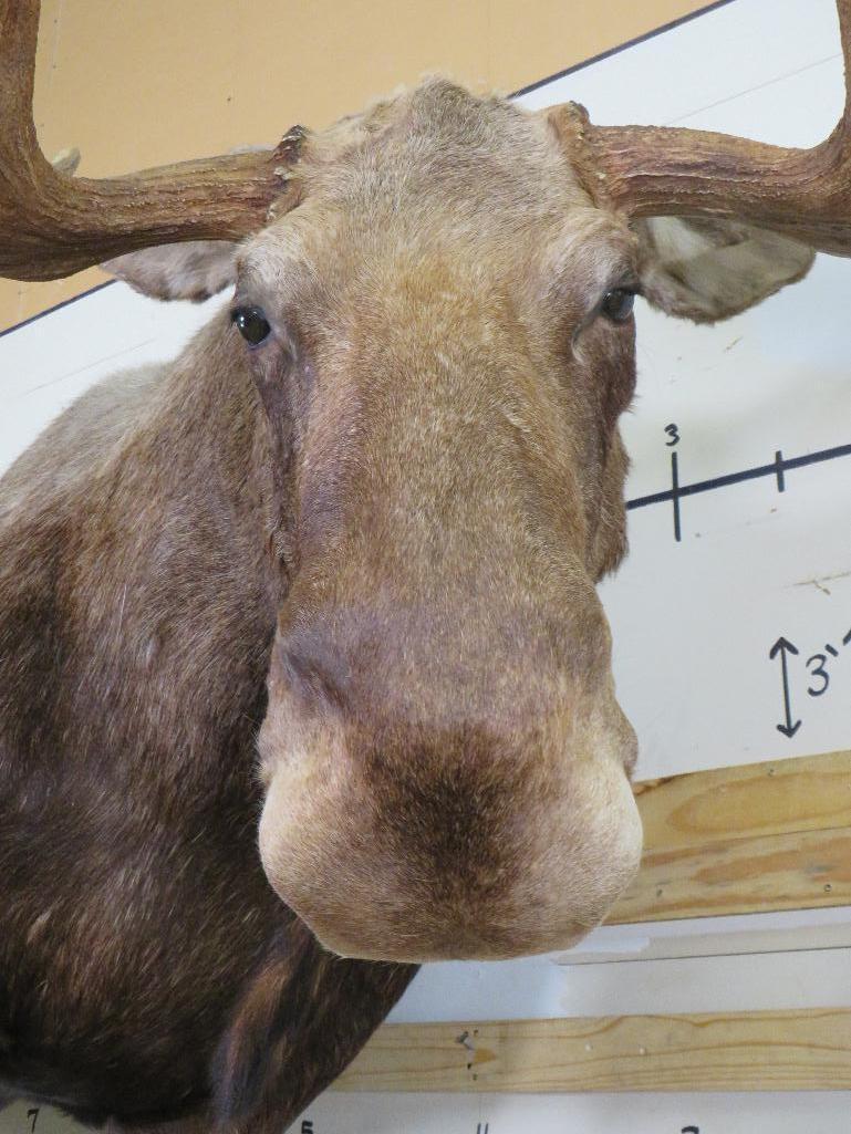 Lifesize Moose w/Repro Rack 77"Spread *No base TAXIDERMY