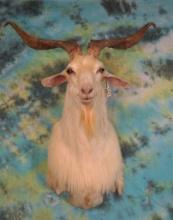 Wild Catalina Goat Shoulder Taxidermy Mount