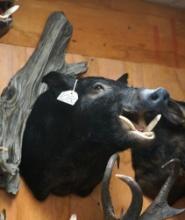 Cool Black Feral Hog or "Wild Boar" Shoulder Taxidermy Mount