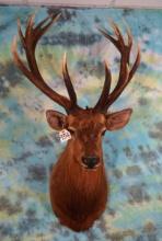 Red Stag Shoulder Taxidermy Mount