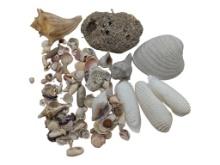 Lot of Seashells