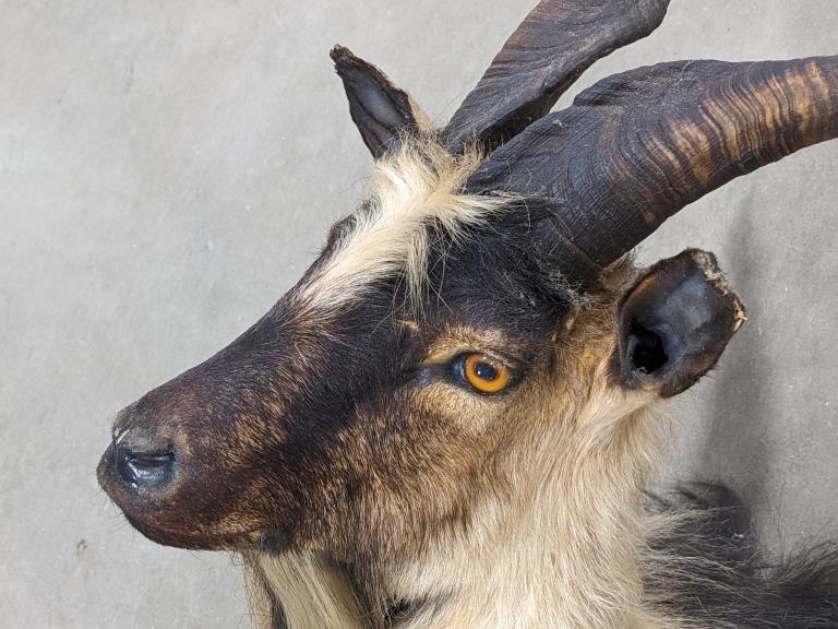 Feral Goat Taxidermy Shoulder Mount
