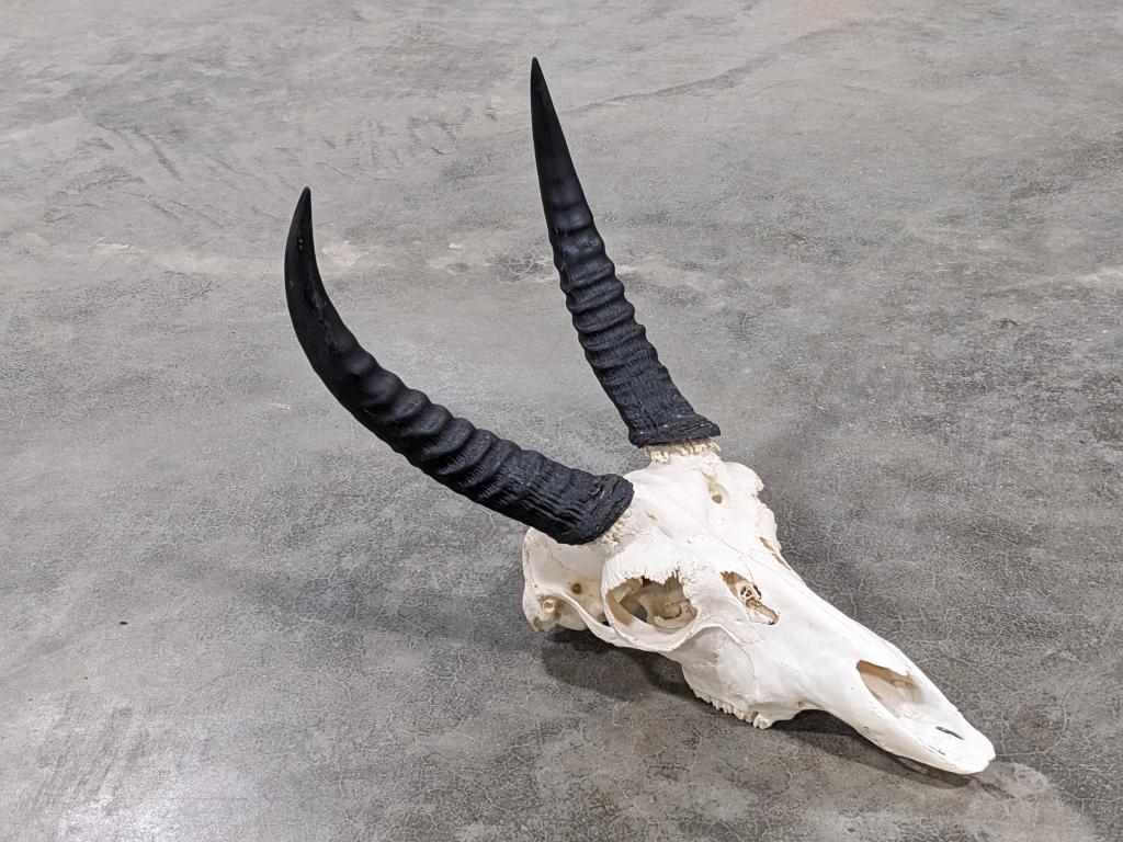 Reedbuck Antelope Skull Mount