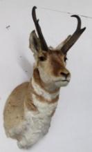 Vintage Prong Horn Antelope Taxidermy Shoulder Mount