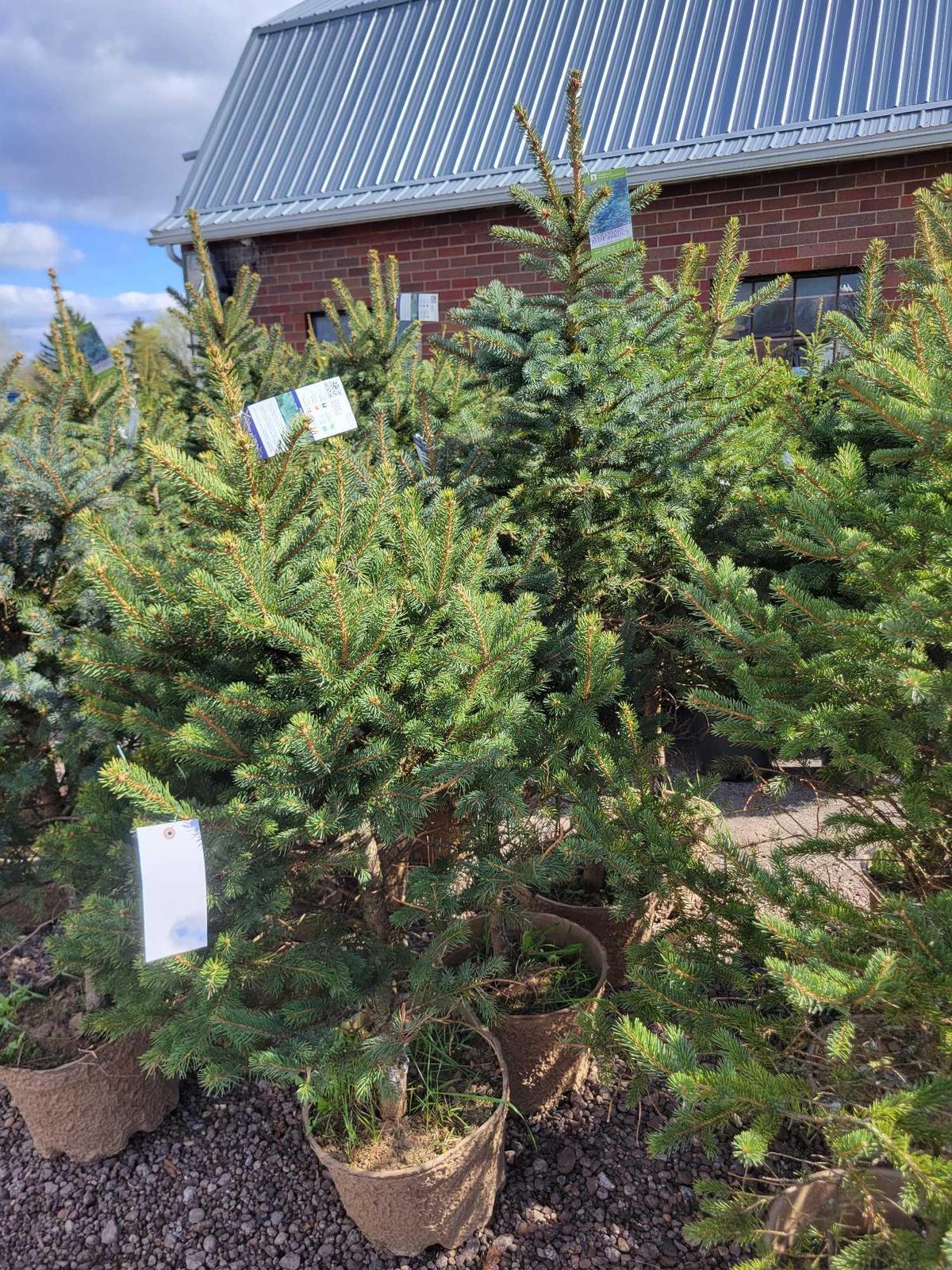 Colorado Blue Spruce bid x 4