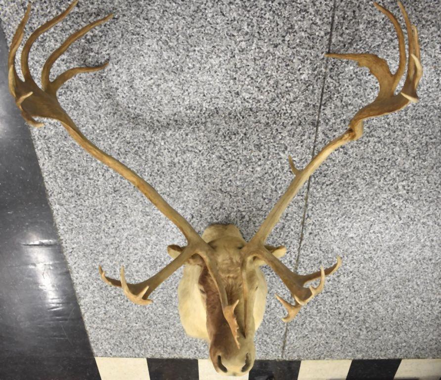 CARIBOU TAXIDERMY SHOULDER MOUNT, NON TYPICAL DROP TINE