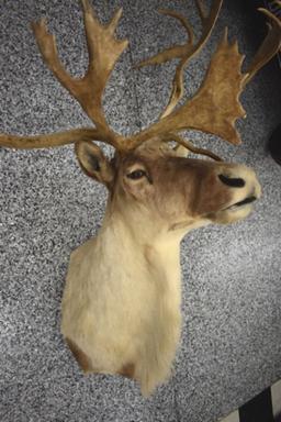 CARIBOU TAXIDERMY SHOULDER MOUNT, NON TYPICAL DROP TINE