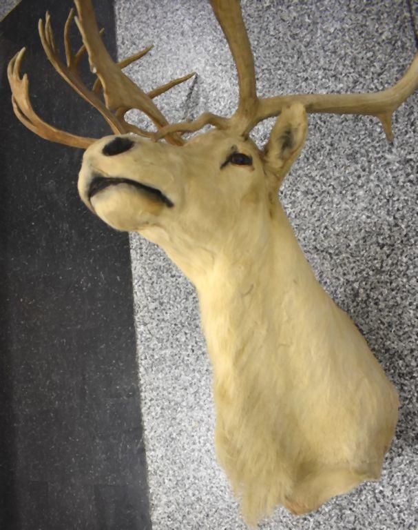 CARIBOU TAXIDERMY SHOULDER MOUNT, NON TYPICAL DROP TINE