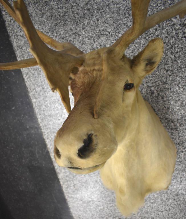 CARIBOU TAXIDERMY SHOULDER MOUNT, NON TYPICAL DROP TINE