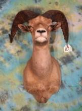 Desert Bighorn Sheep Shoulder Mount Taxidermy