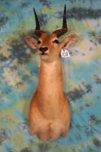 African Puku Antelope Shoulder Taxidermy Mount