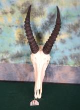 African Topi Antelope Skull Taxidermy