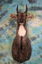 Indian Nilgai Antelope Shoulder Mount Taxidermy