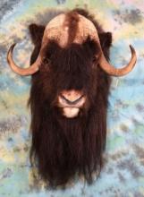 Muskox Shoulder Mount Taxidermy