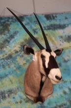 Gold Medal 40"+ African Gemsbuck Antelope Shoulder Taxidermy Mount