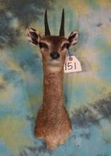 African Klipspringer Pygmy Antelope Shoulder Taxidermy Mount