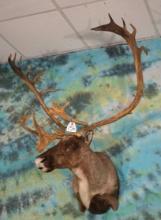 Barren Ground Caribou Shoulder Taxidermy Mount