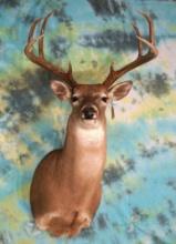 8pt. Whitetail Deer Shoulder Taxidermy Mount