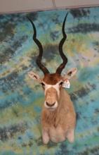 Beautiful African Addax Antelope Shoulder Taxidermy Mount