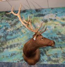 6 x 6 Rocky Mountain Elk Shoulder Taxidermy Mount