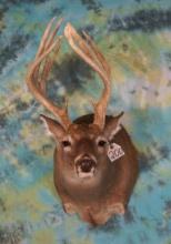 Northern 12pt. Whitetail Deer Shoulder Taxidermy Mount