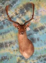 Chocolate Fallow Deer Shoulder Taxidermy Mount