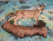 African Caracal Cat Full Body Taxidermy Mount