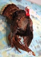 Strutting Wild Turkey Taxidermy Wall Mount