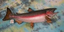 33" Real Skin Steelhead Trout Taxidermy Fish Mount