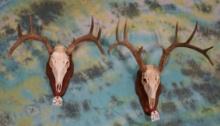 Pair of Whitetail Deer Antlers Mounted on Panels Taxidermy