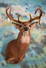 13pt. Droptine Whitetail Deer Shoulder Taxidermy Mount