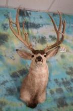 Big 197 4/8" gross Mule Deer Shoulder Taxidermy Mount