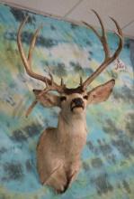 15pt. Mule Deer with Droptine Shoulder Taxidermy Mount