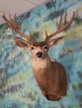 29" Wide 14pt. Rocky Mountain Mule Deer Shoulder Taxidermy Mount