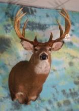 Big & Beautiful 168+ Whitetail Deer Shoulder Taxidermy Mount