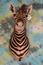 African Zebra Colt Shoulder Taxidermy Mount