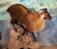 Full Body Himalayan Tahr Taxidermy Mount