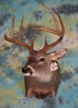 8pt. Whitetail Deer Shoulder Taxidermy Mount