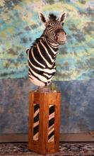 Beautiful Zebra Shoulder Pedestal Floor Mount Taxidermy