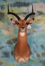 Beautiful East African Impala Ram Shoulder Taxidermy Mount