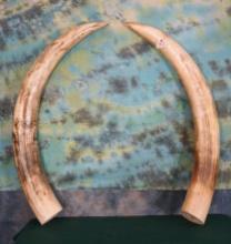 Pair of Fiberglass Reproduction Elephant Tusk