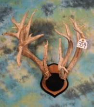 Big 220 gross Wisconsin Whitetail Deer Antlers Taxidermy