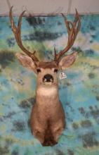 193 gross Mule Deer Shoulder Taxidermy Mount