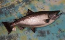 37 1/4" Real Skin King Salmon Taxidermy Fish Mount