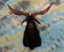 Black Catalina Wild Goat Shoulder Taxidermy Mount