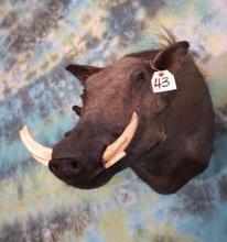 African Warthog Shoulder Mount Taxidermy