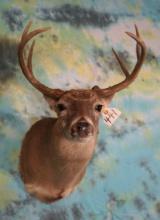 8pt. Texas Whitetail Deer Shoulder Taxidermy Mount