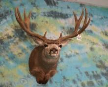 30 1/2" Mule Deer Shoulder Taxidermy Mount